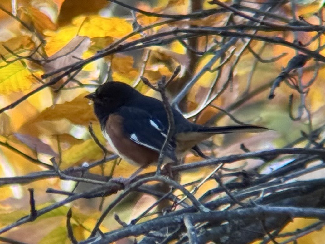 Eastern Towhee - ML645116094