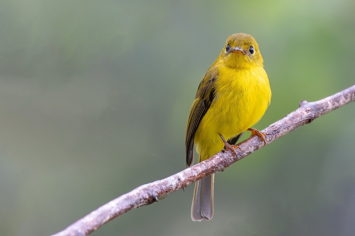 Citrine Canary-Flycatcher - ML645116098