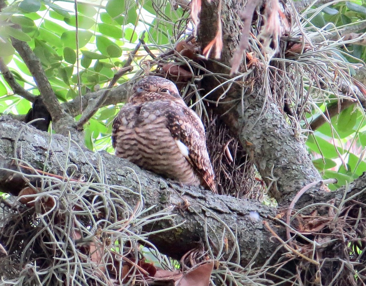 Common Nighthawk - ML645116101