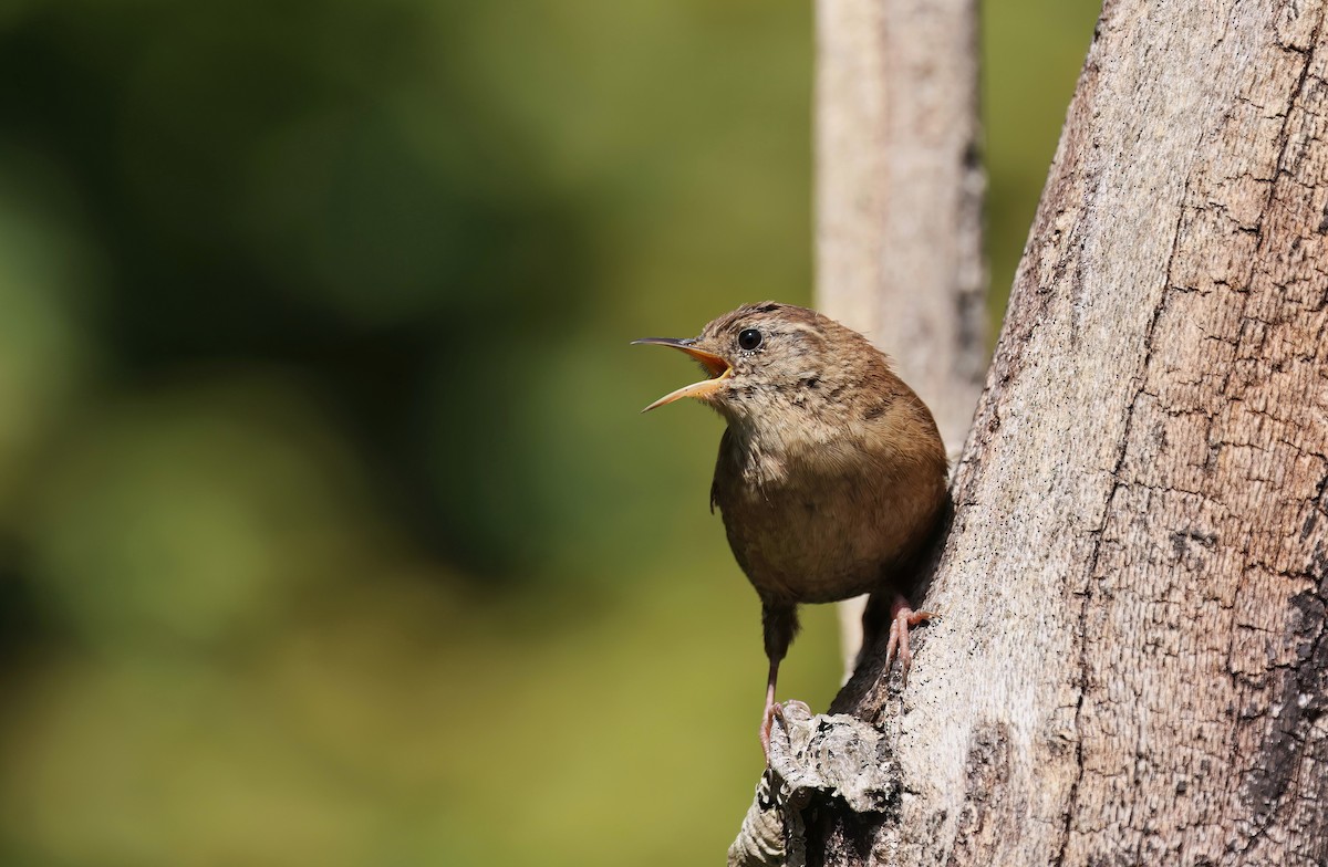 Eurasian Wren - ML645116119