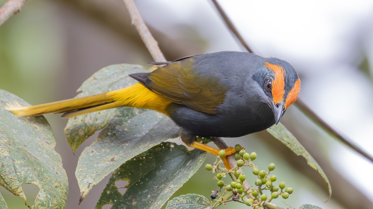 Fiery-browed Myna - ML645116143