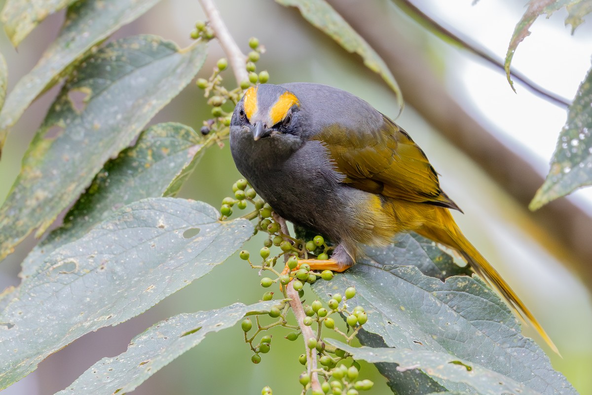 Fiery-browed Myna - ML645116144