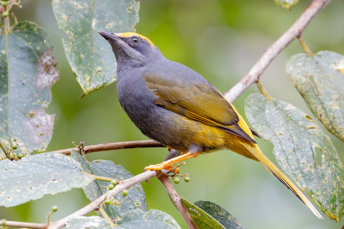 Fiery-browed Myna - ML645116145