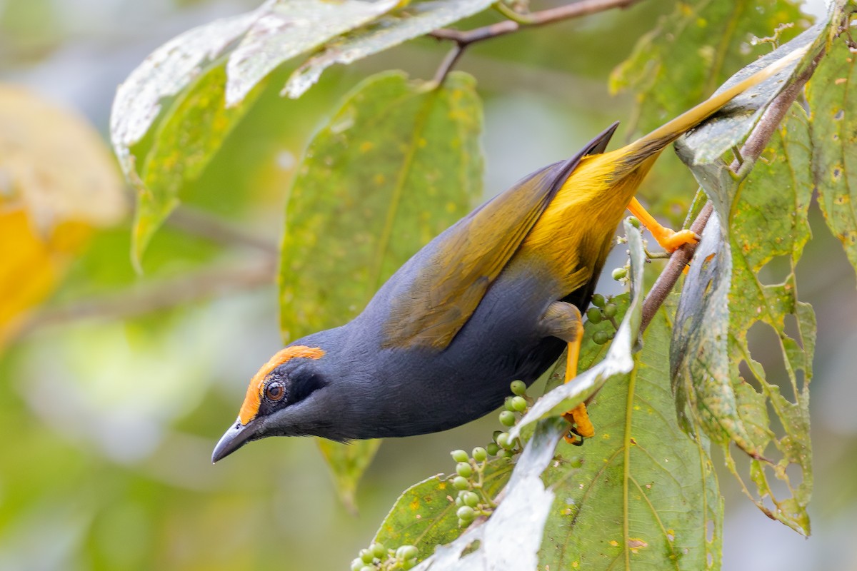 Fiery-browed Myna - ML645116146