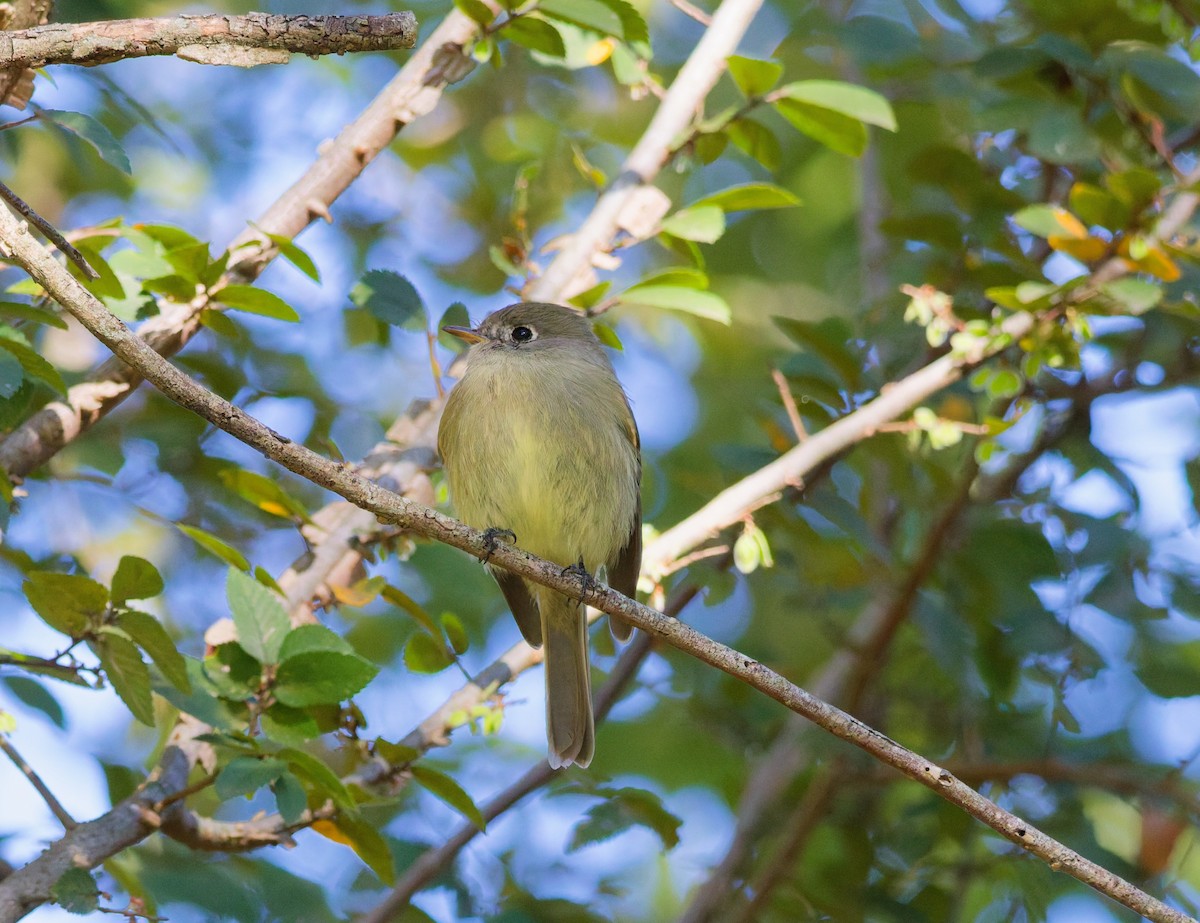 Hammond's Flycatcher - ML645116156