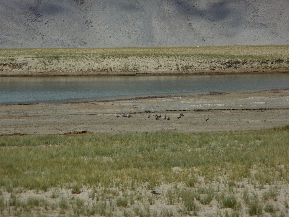 Tibetan Sandgrouse - ML645116159