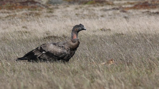 Andean Condor - ML645116174