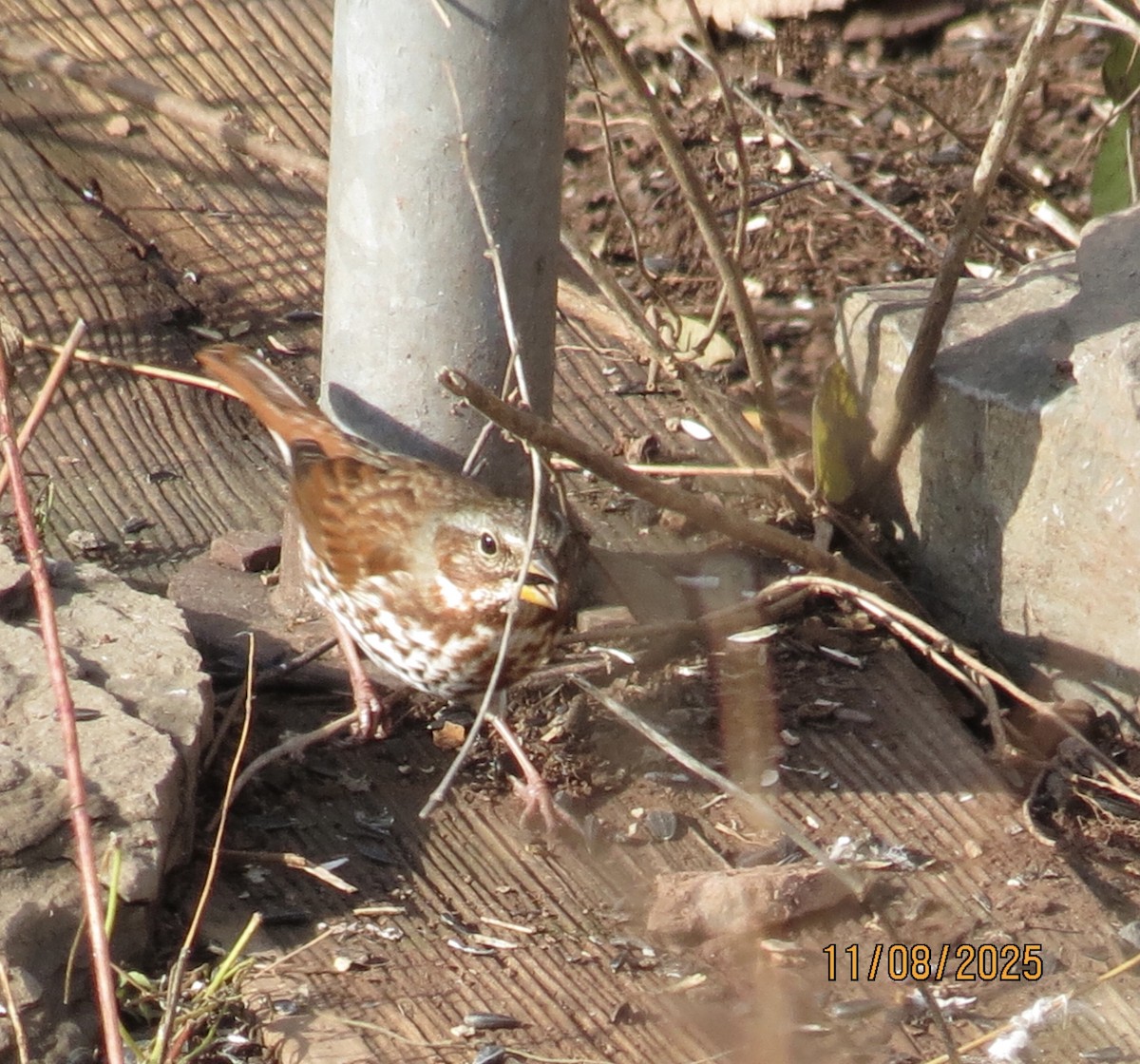 Fox Sparrow - ML645116176