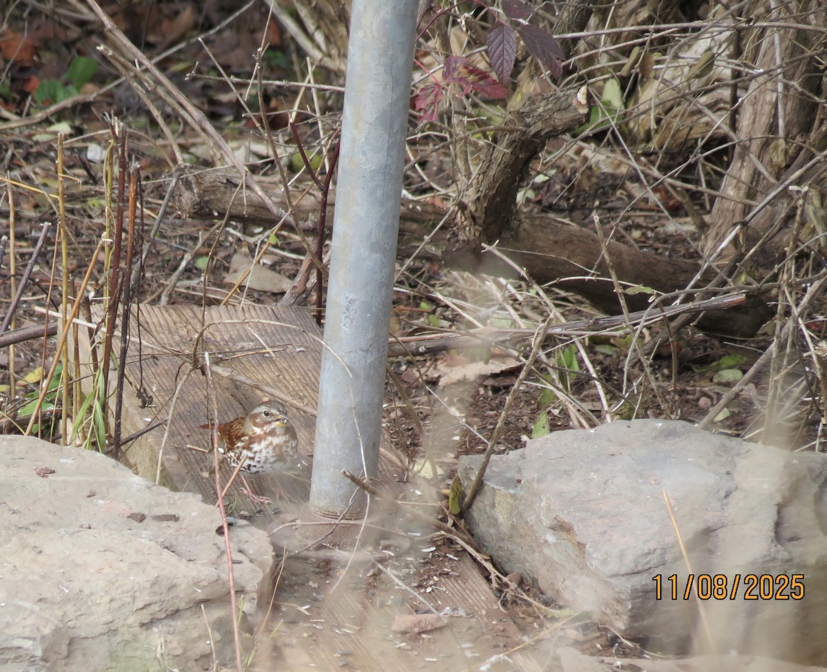 Fox Sparrow - ML645116177