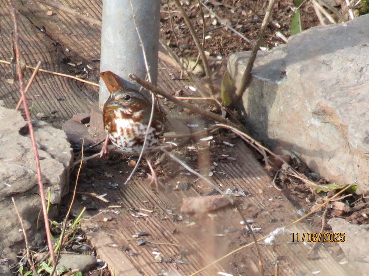 Fox Sparrow - ML645116178