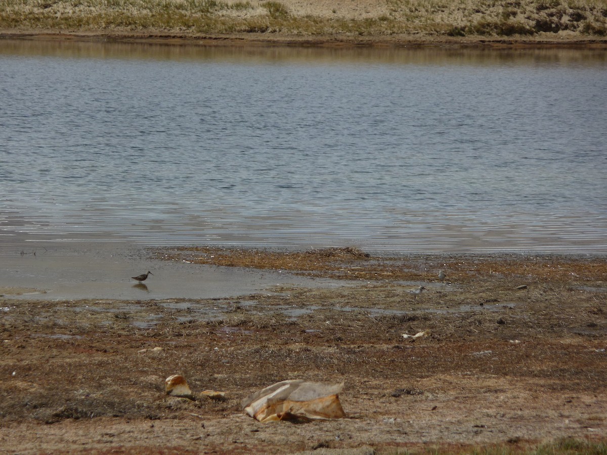 Curlew Sandpiper - ML645116182