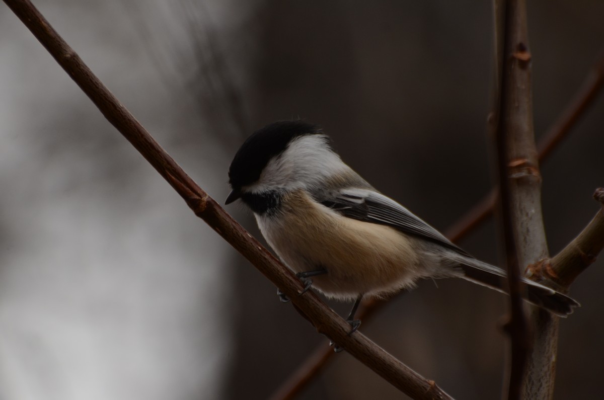 Black-capped Chickadee - ML645116209