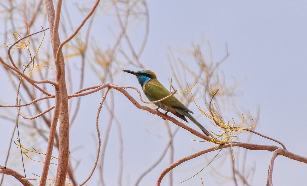 Arabian Green Bee-eater - ML645116222