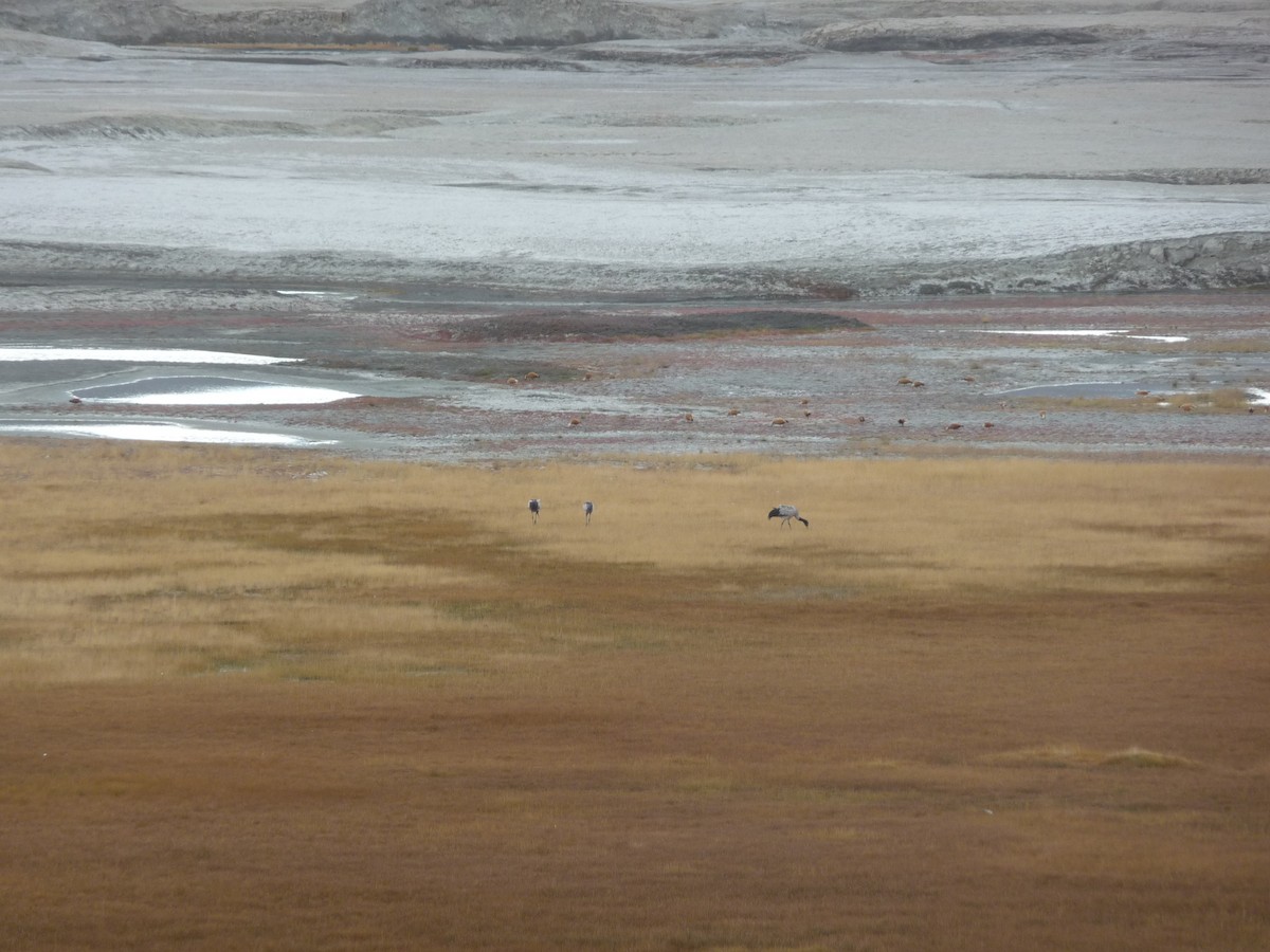 Ruddy Shelduck - ML645116226