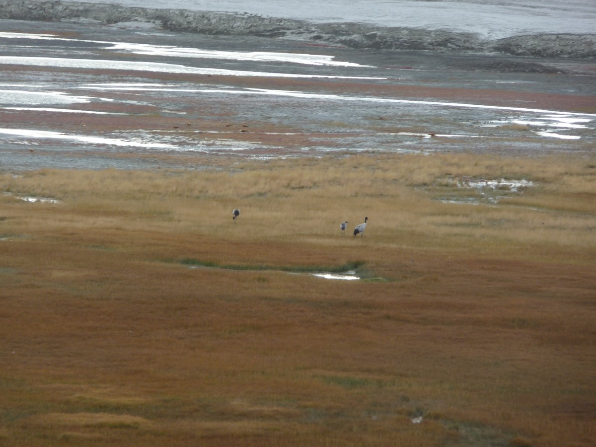 Ruddy Shelduck - ML645116228