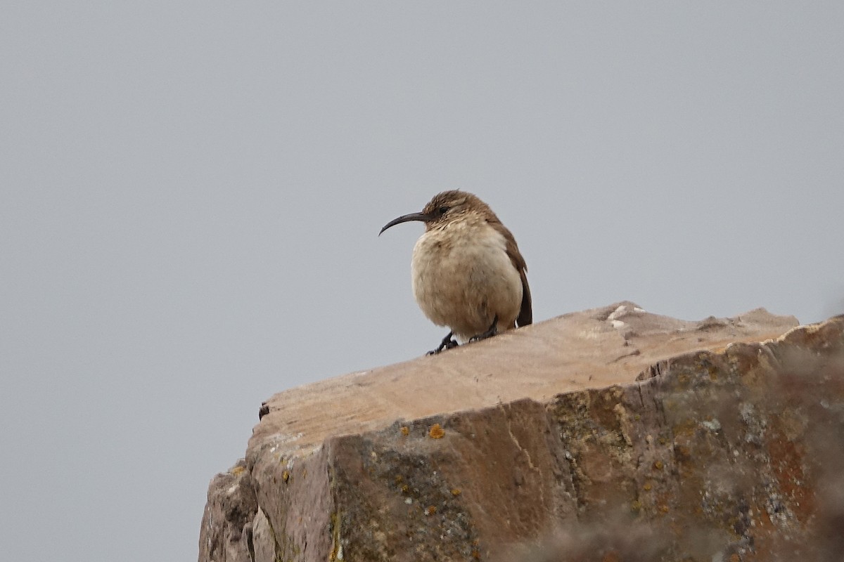 langnebbmarkløper - ML645116235