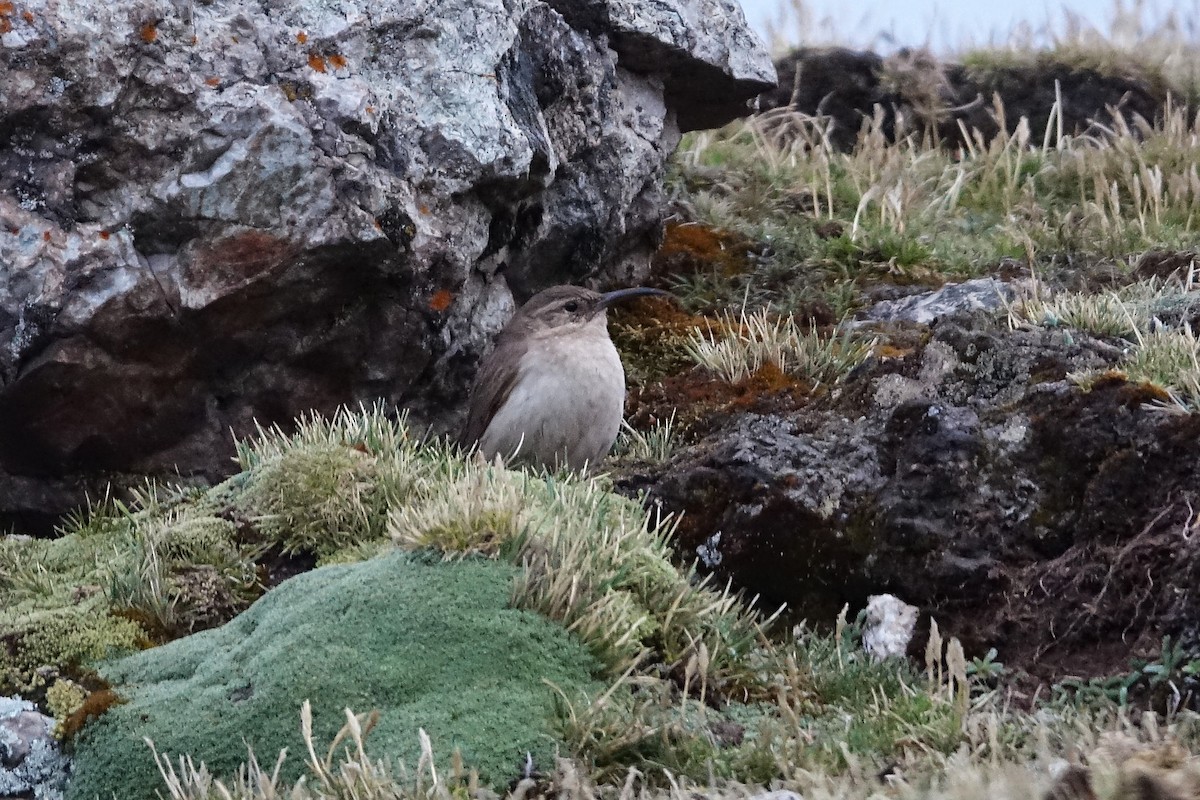 langnebbmarkløper - ML645116236