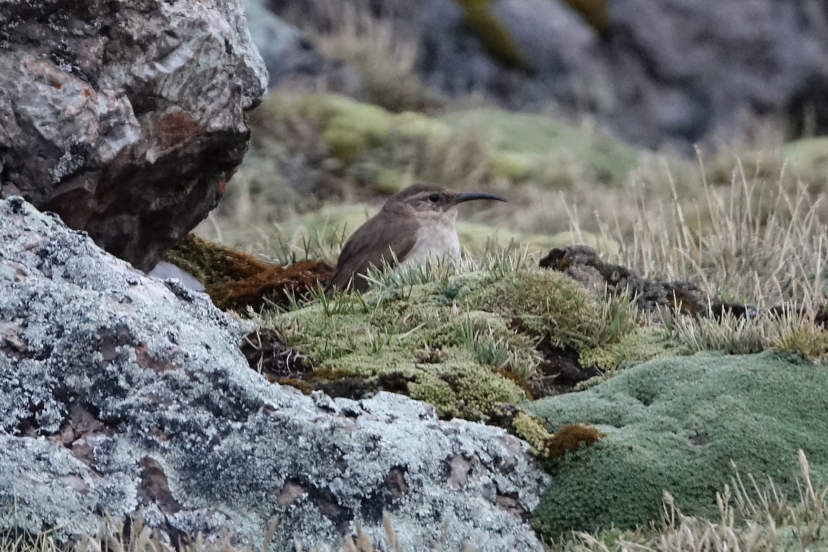 langnebbmarkløper - ML645116237