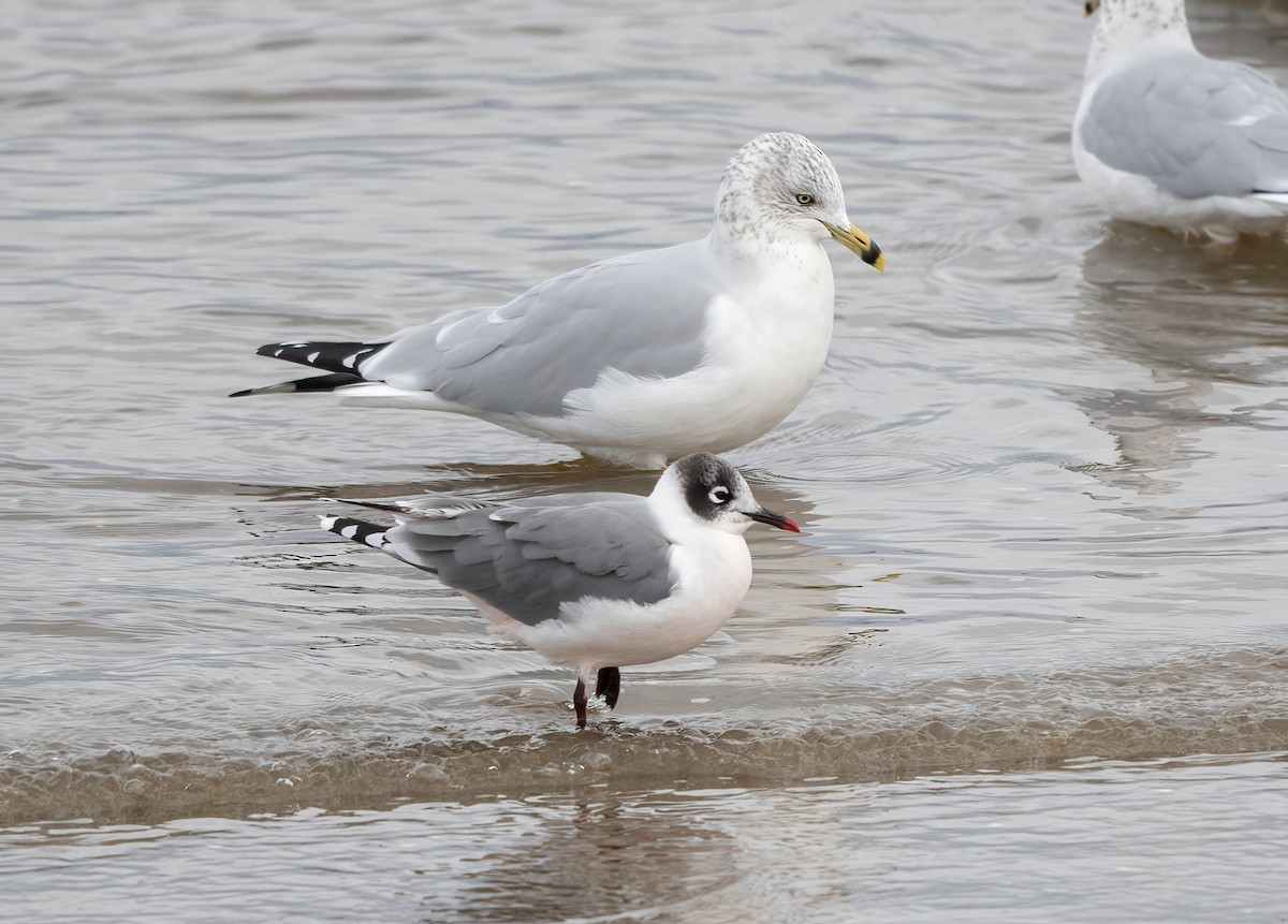 racek vnitrozemský - ML645116238