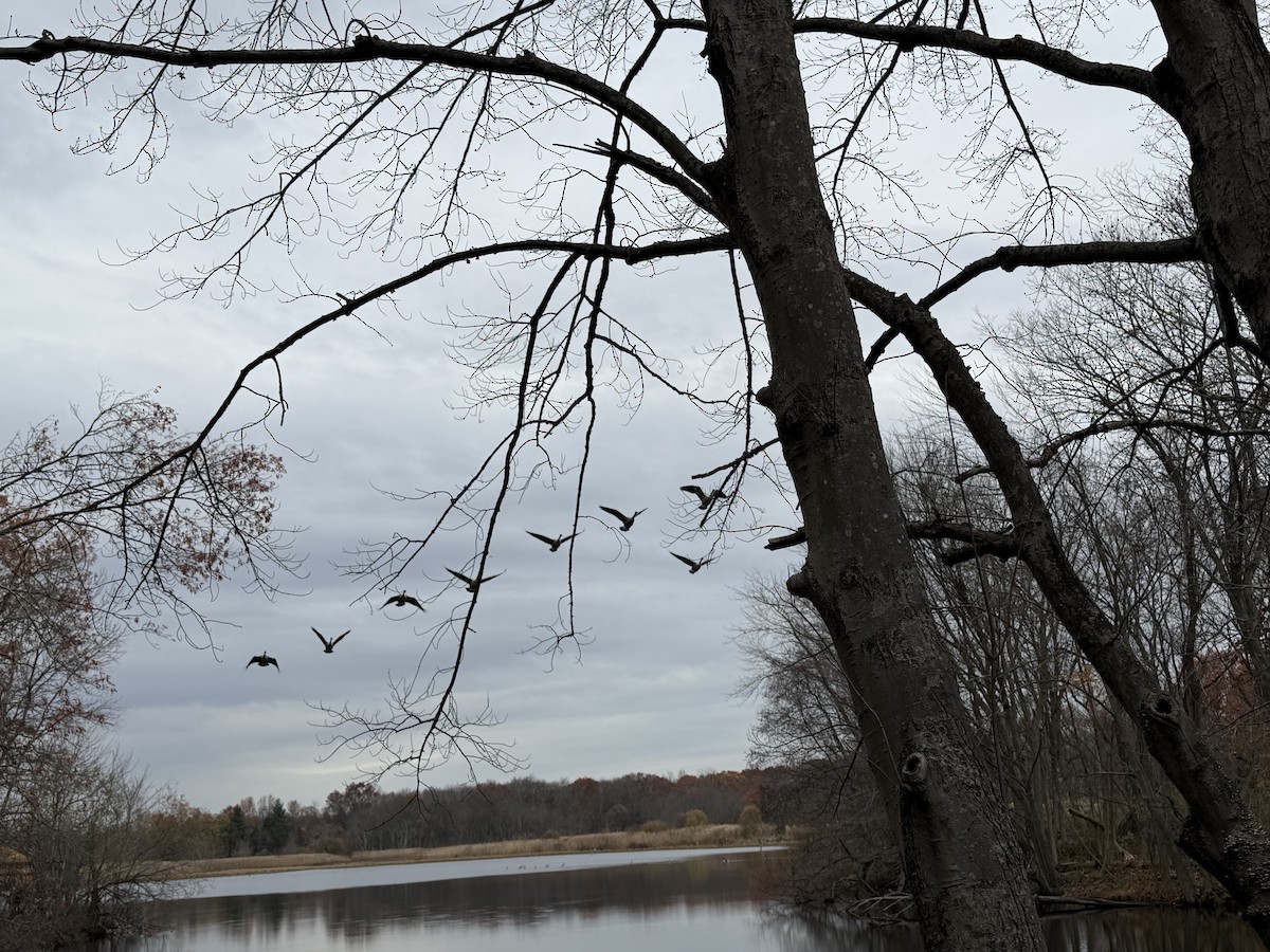 berneška velká - ML645116247