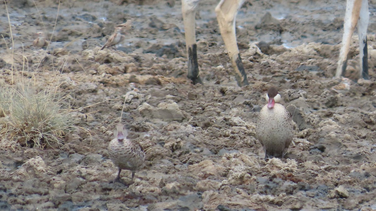 Ánade Piquirrojo - ML645116248