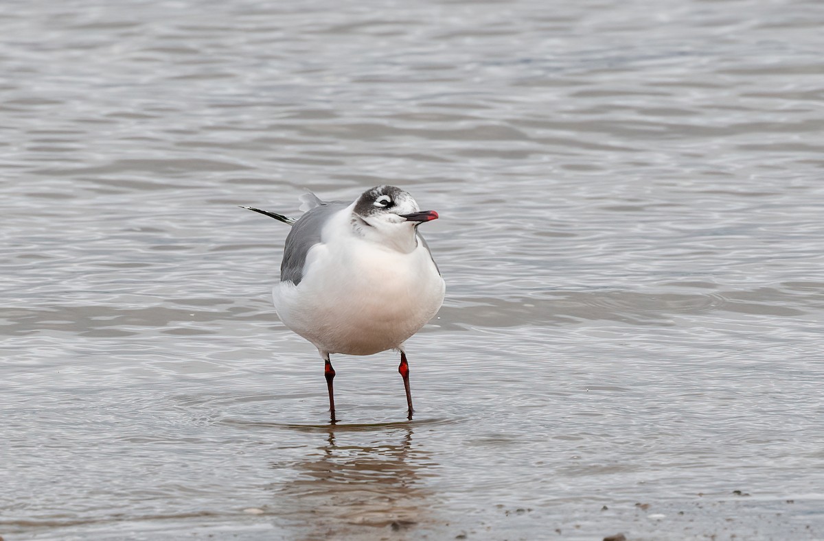 racek vnitrozemský - ML645116249