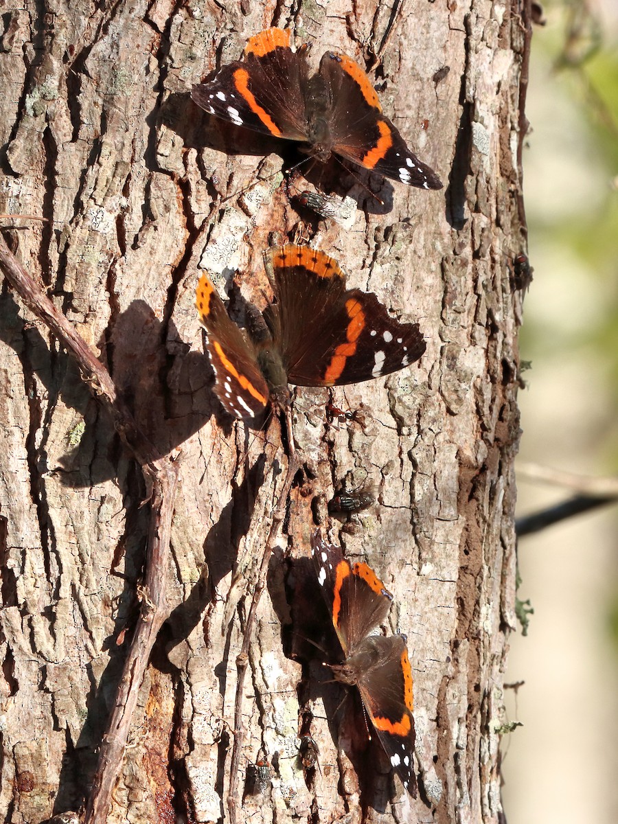 Red Admiral - ML645116311