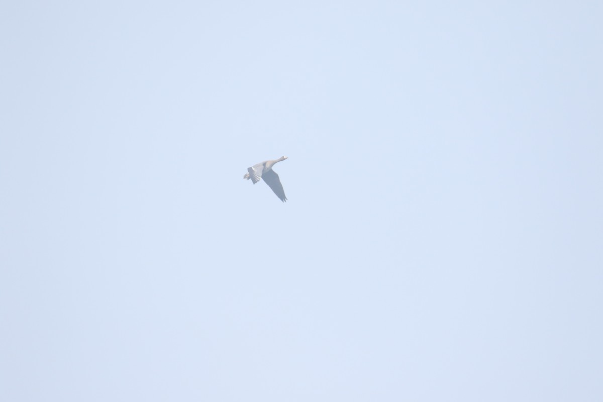 Greater White-fronted Goose - ML645116313