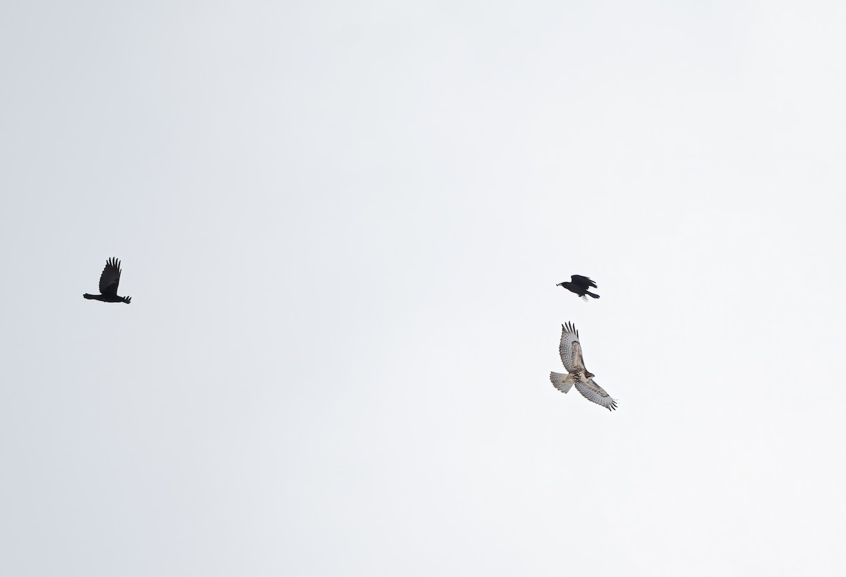 káně rudochvostá - ML645116316