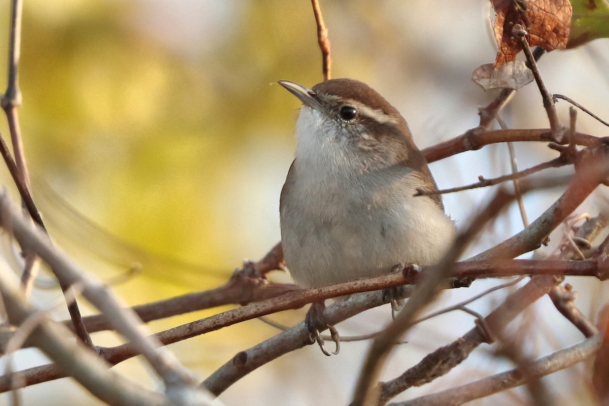 Bewick's Wren - ML645116317