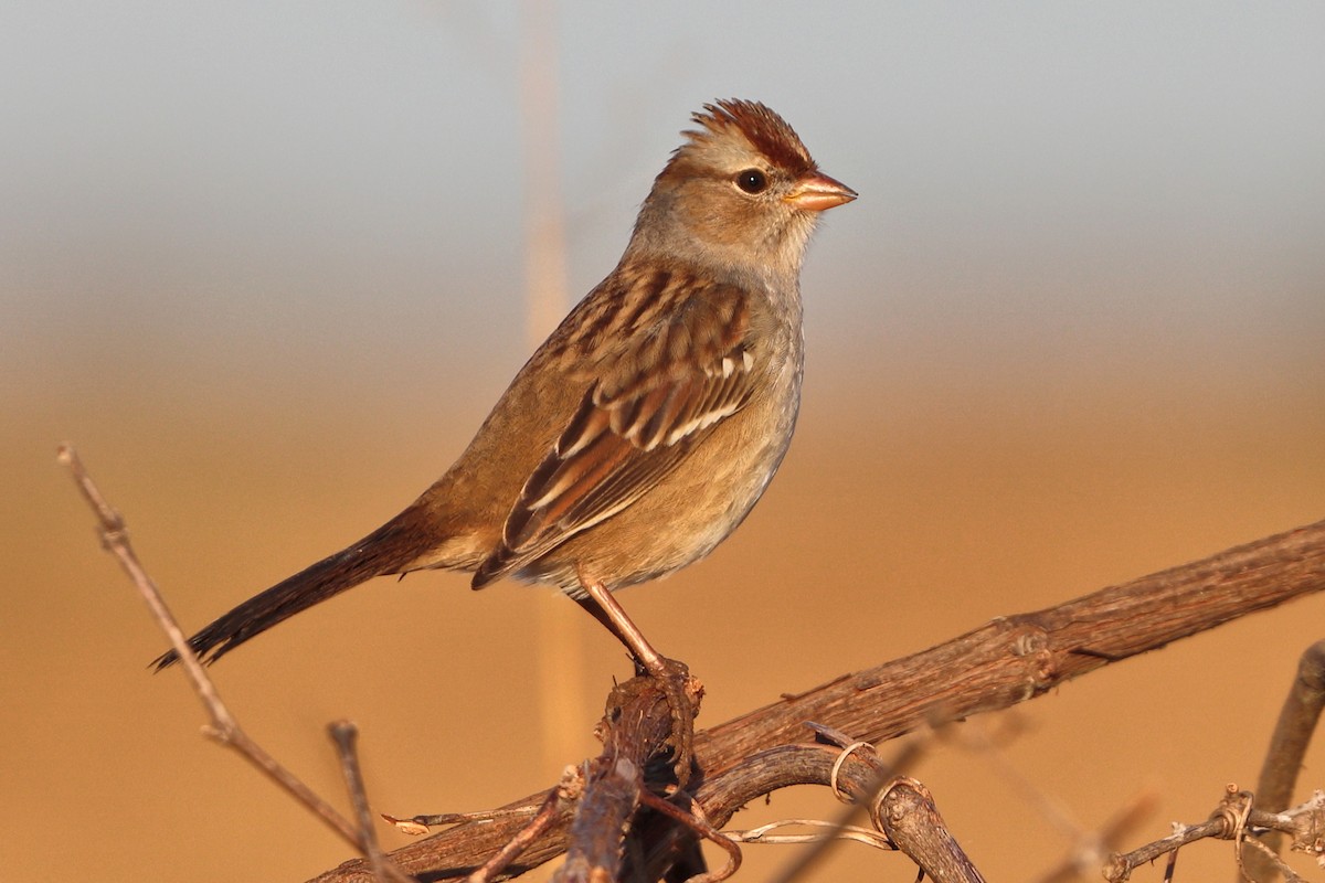 White-crowned Sparrow - ML645116326