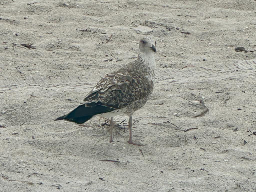 ニシセグロカモメ - ML645116327