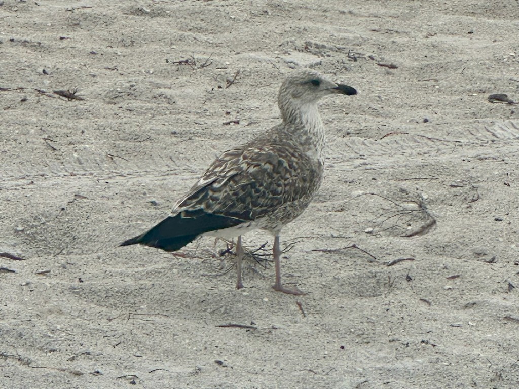 ニシセグロカモメ - ML645116329