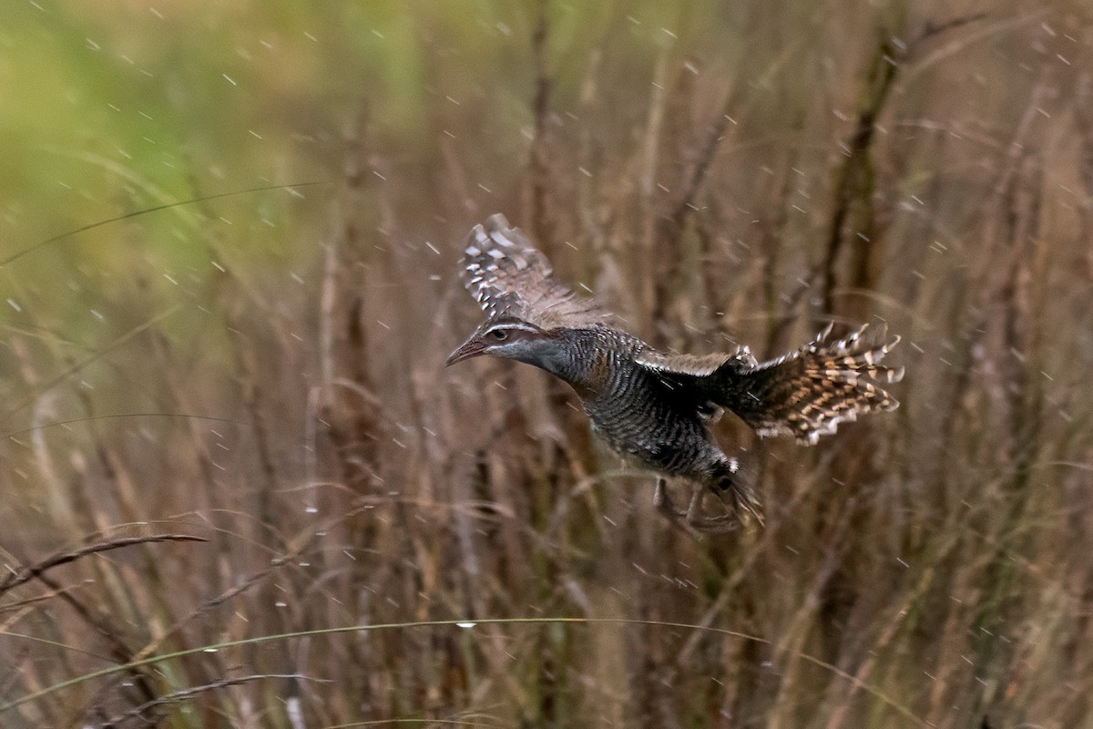 Buff-banded Rail - ML645116331