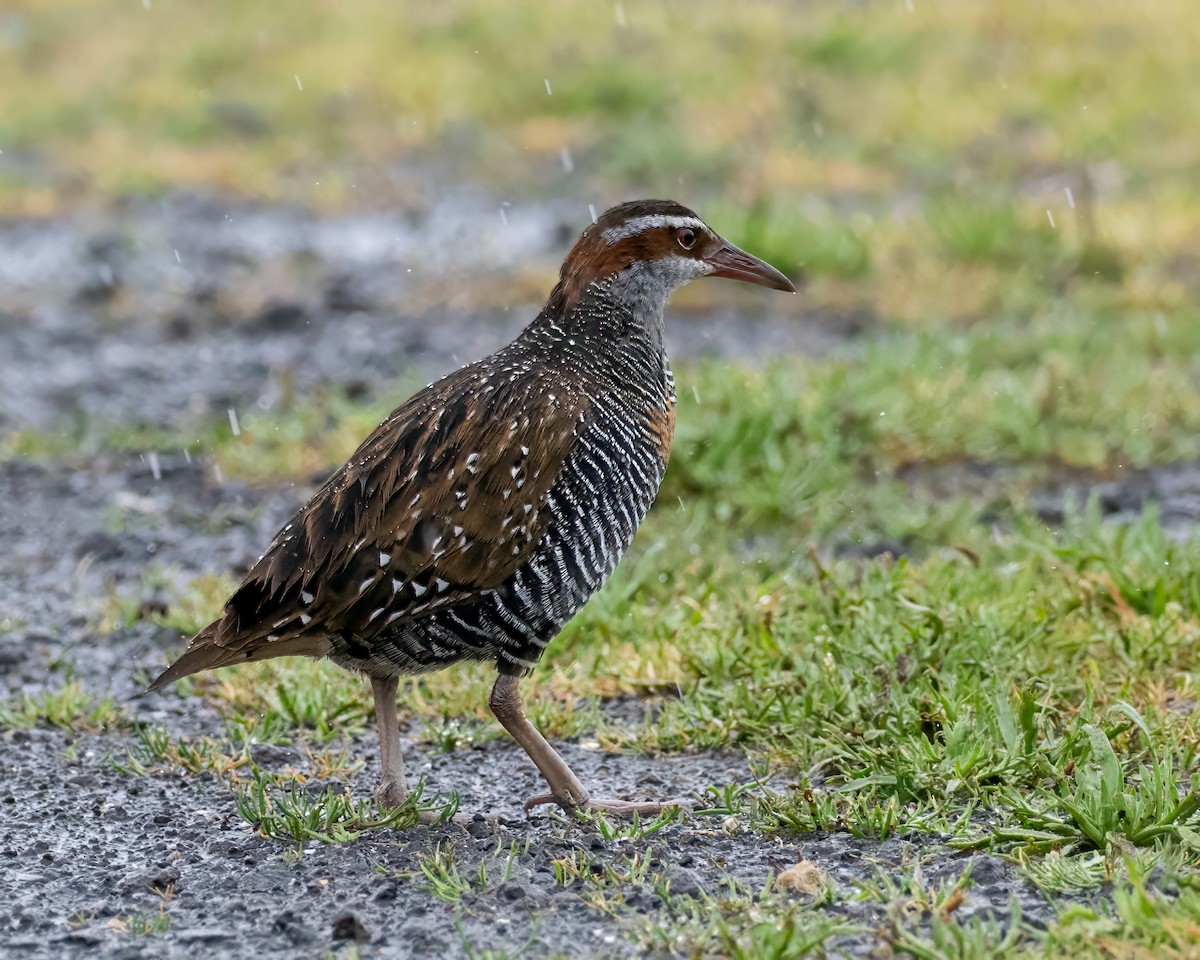 Buff-banded Rail - ML645116332