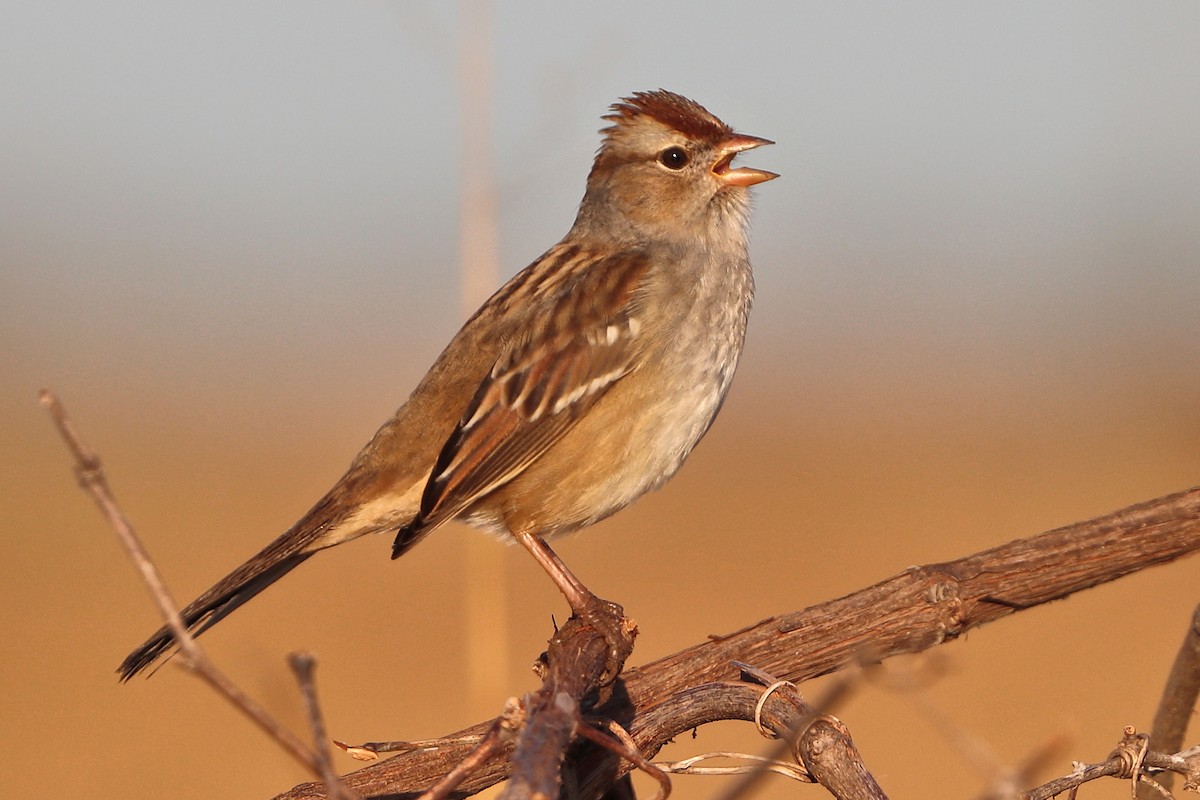 White-crowned Sparrow - ML645116334