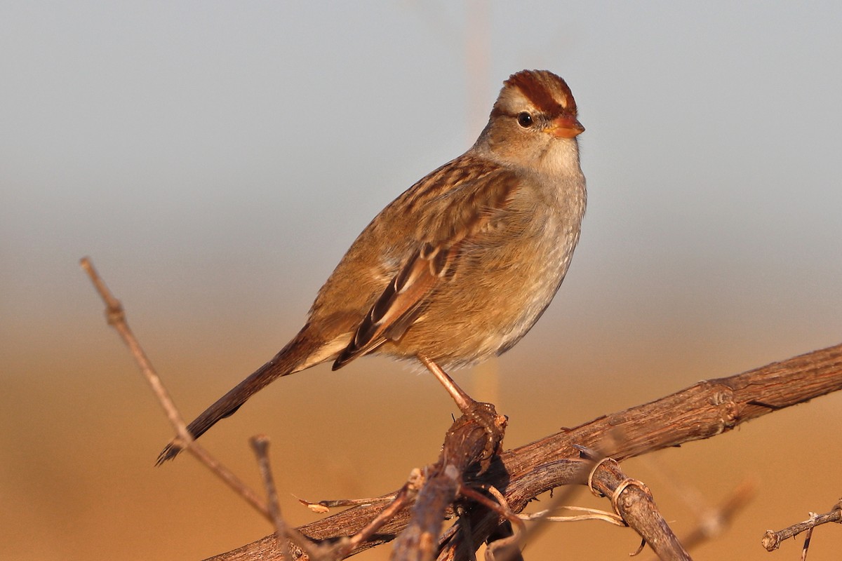 White-crowned Sparrow - ML645116338