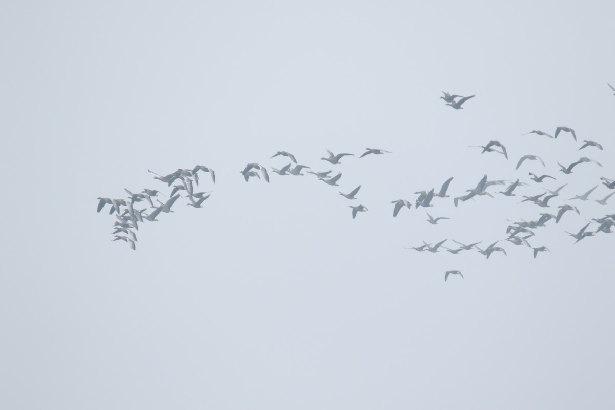 Greater White-fronted Goose - ML645116340