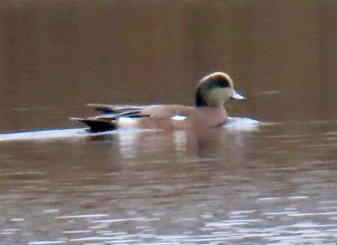American Wigeon - ML645116343