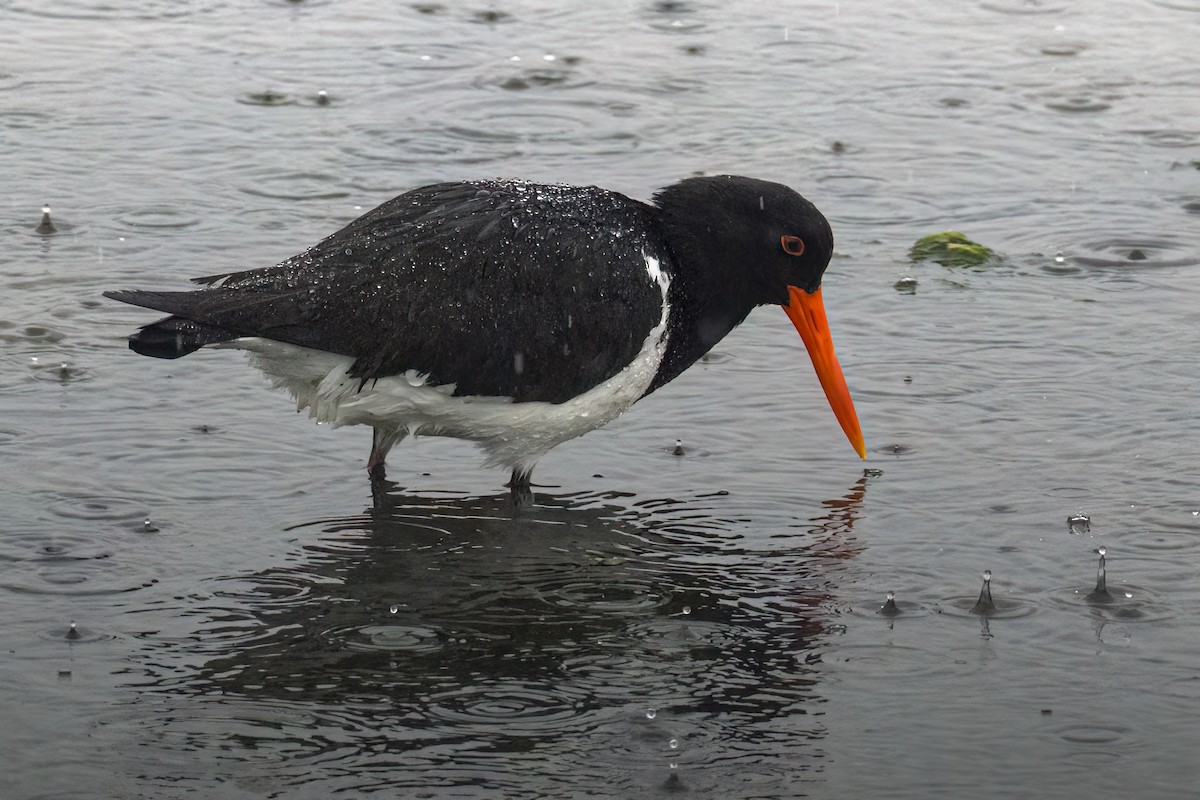 Pied Oystercatcher - ML645116346
