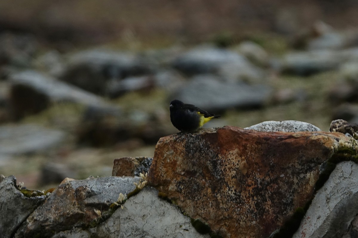 Schwarzzeisig - ML645116350