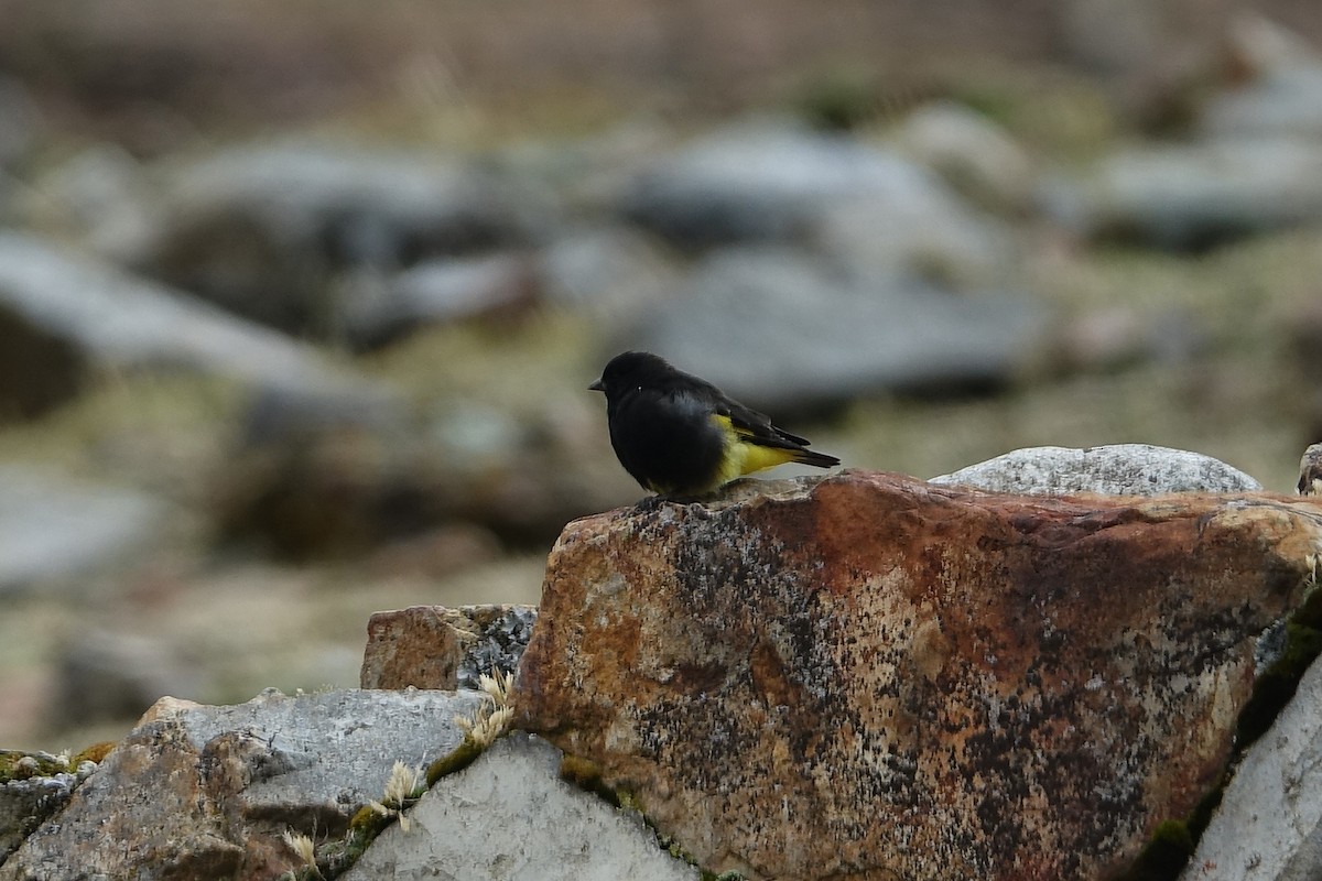 Schwarzzeisig - ML645116351