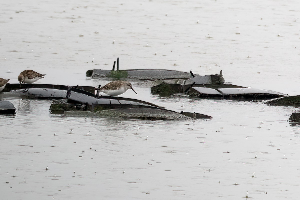 Curlew Sandpiper - ML645116355
