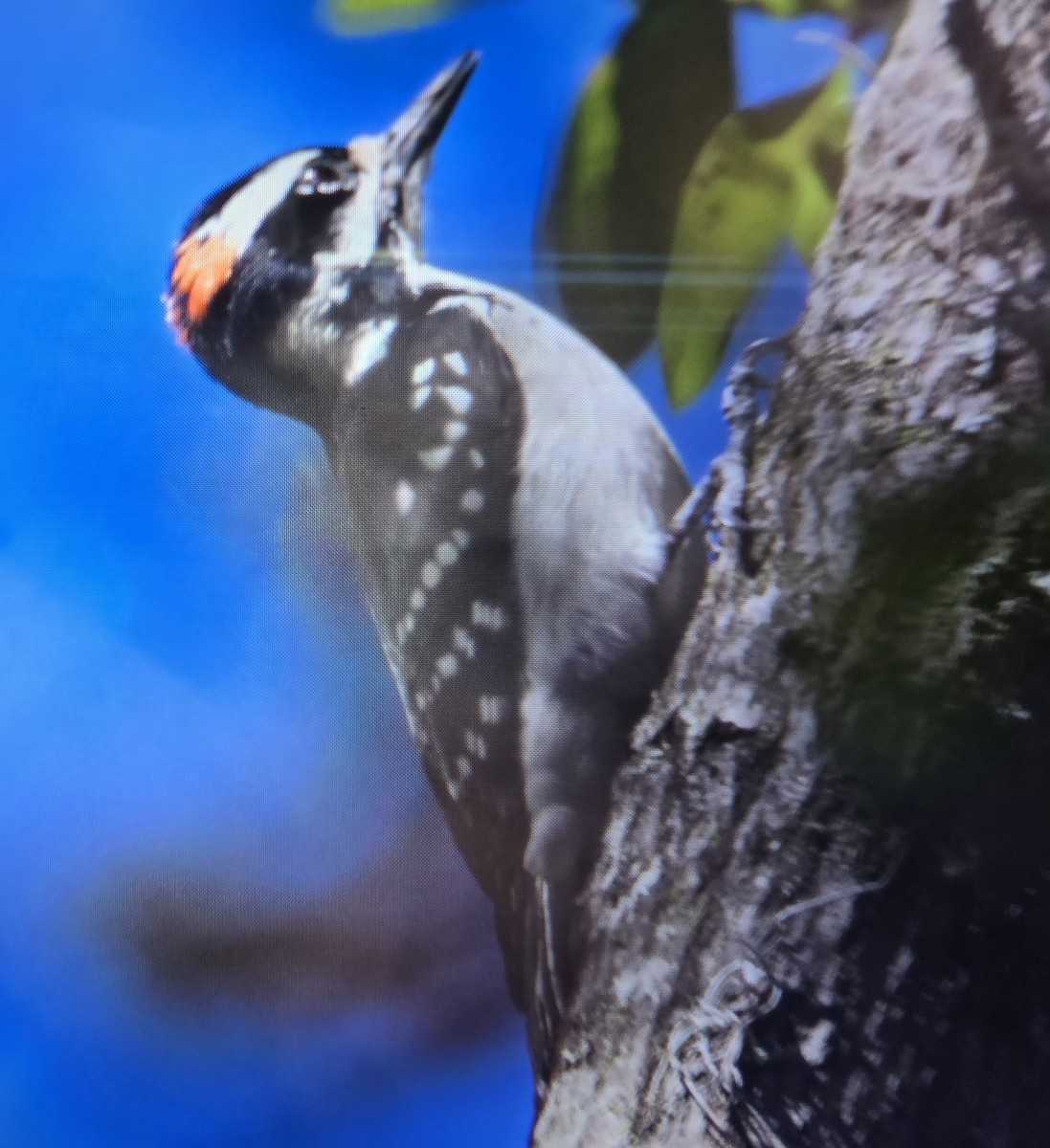 Hairy Woodpecker - ML645116356