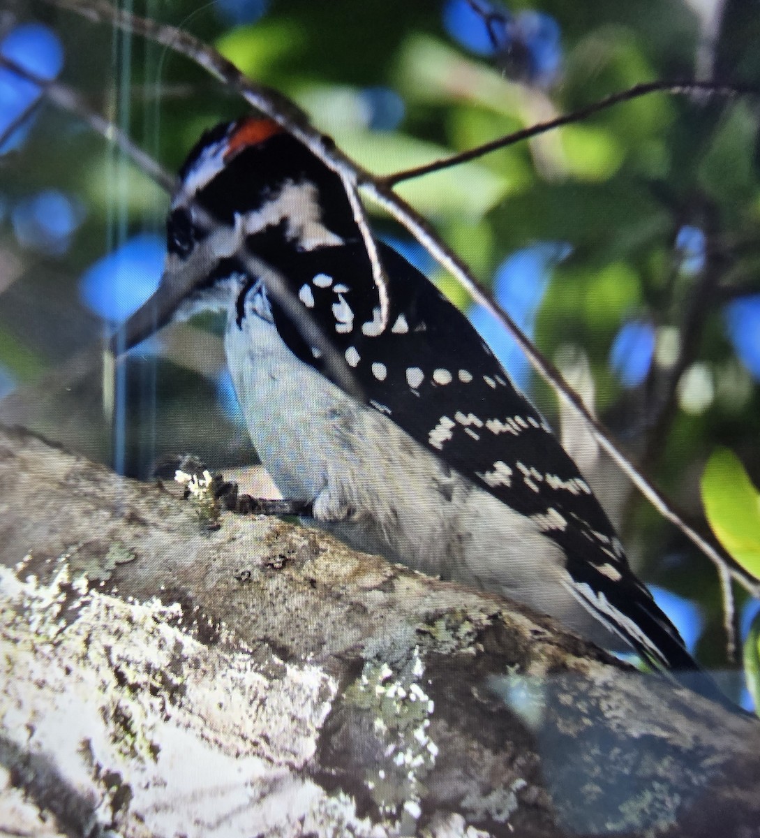 Hairy Woodpecker - ML645116357