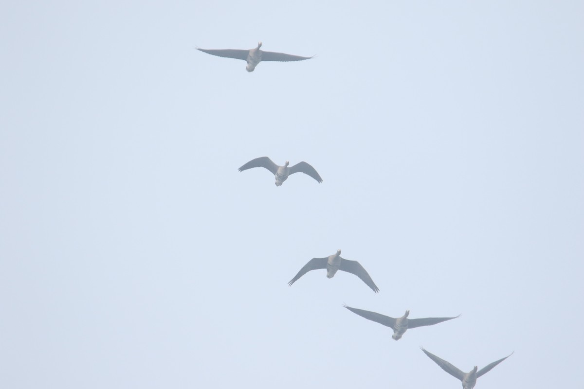 Greater White-fronted Goose - ML645116361