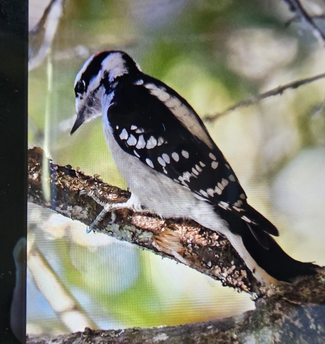 Downy Woodpecker - ML645116375