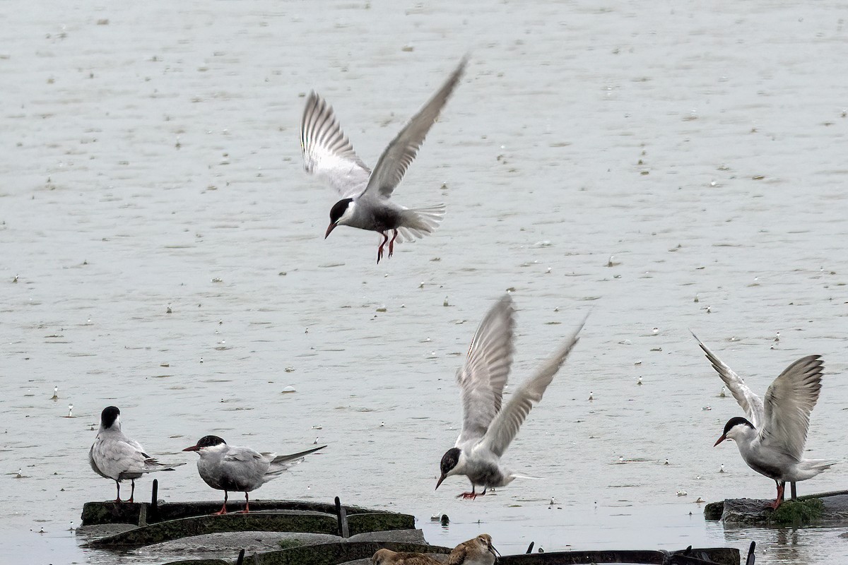Whiskered Tern - ML645116376