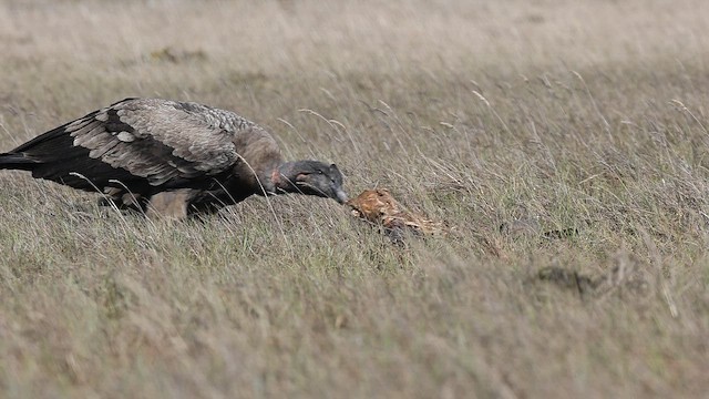 Andean Condor - ML645116378