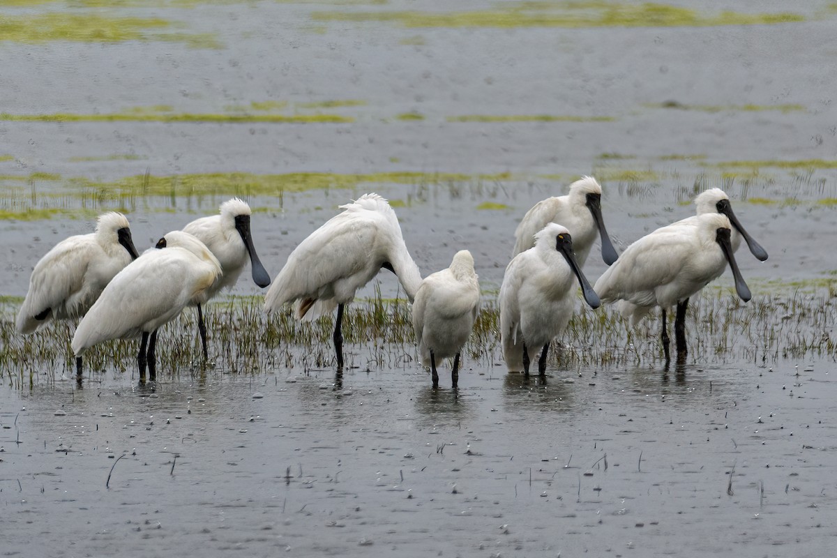 Royal Spoonbill - ML645116394